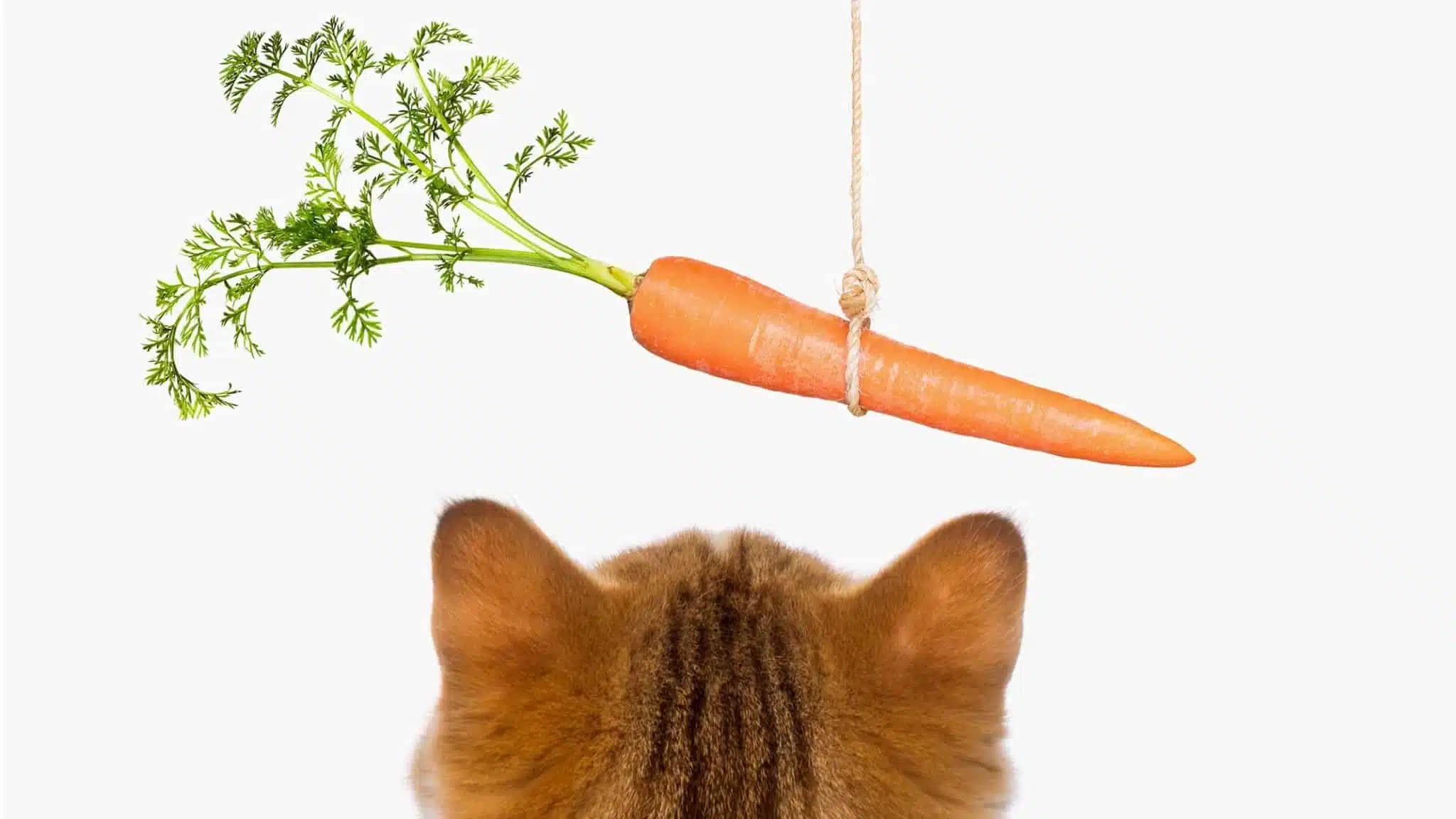 这一篇讲的是：胡萝卜，猫能不能吃