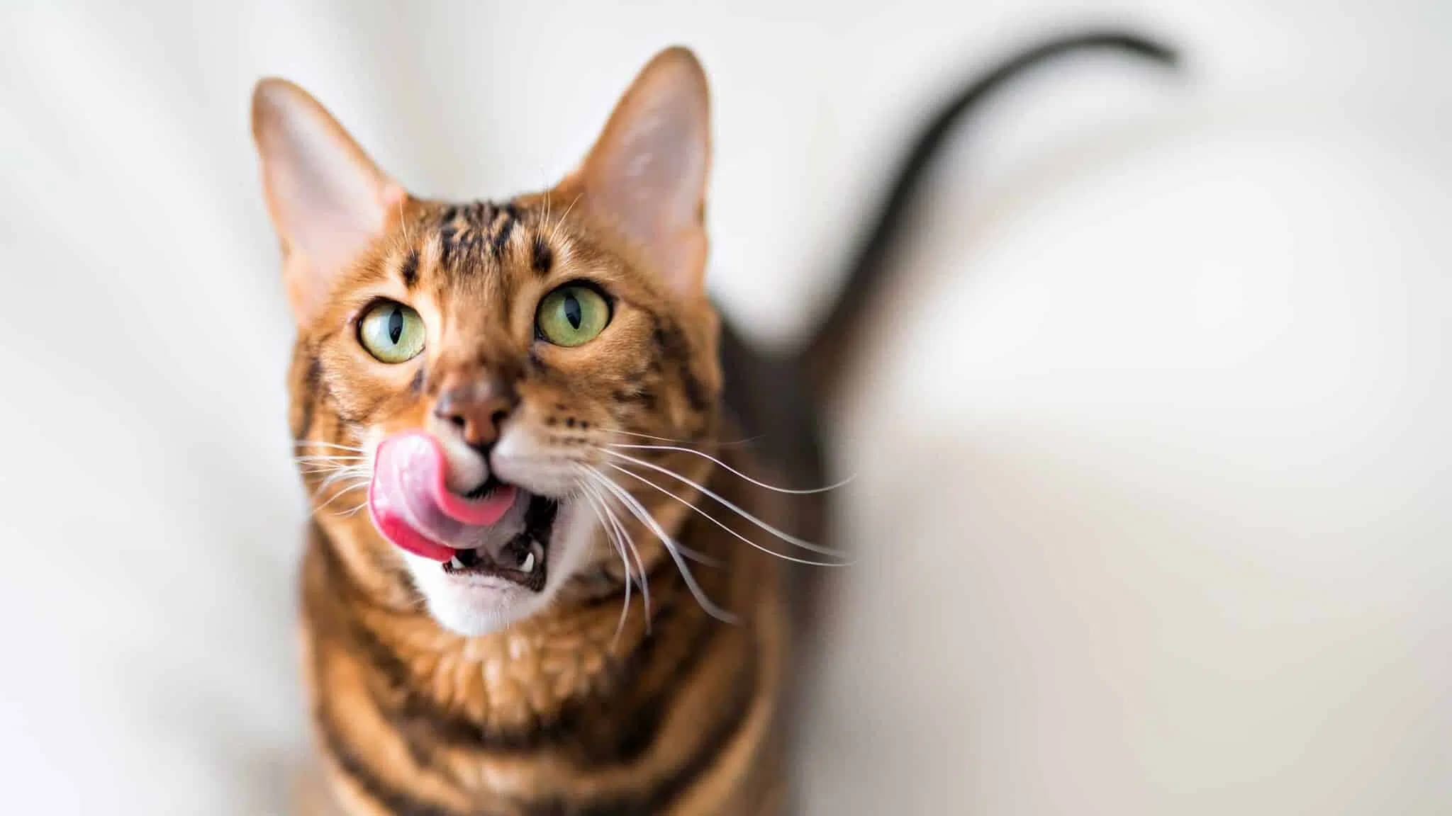 这一篇讲的是：猫粮里为什么要加牛磺酸
