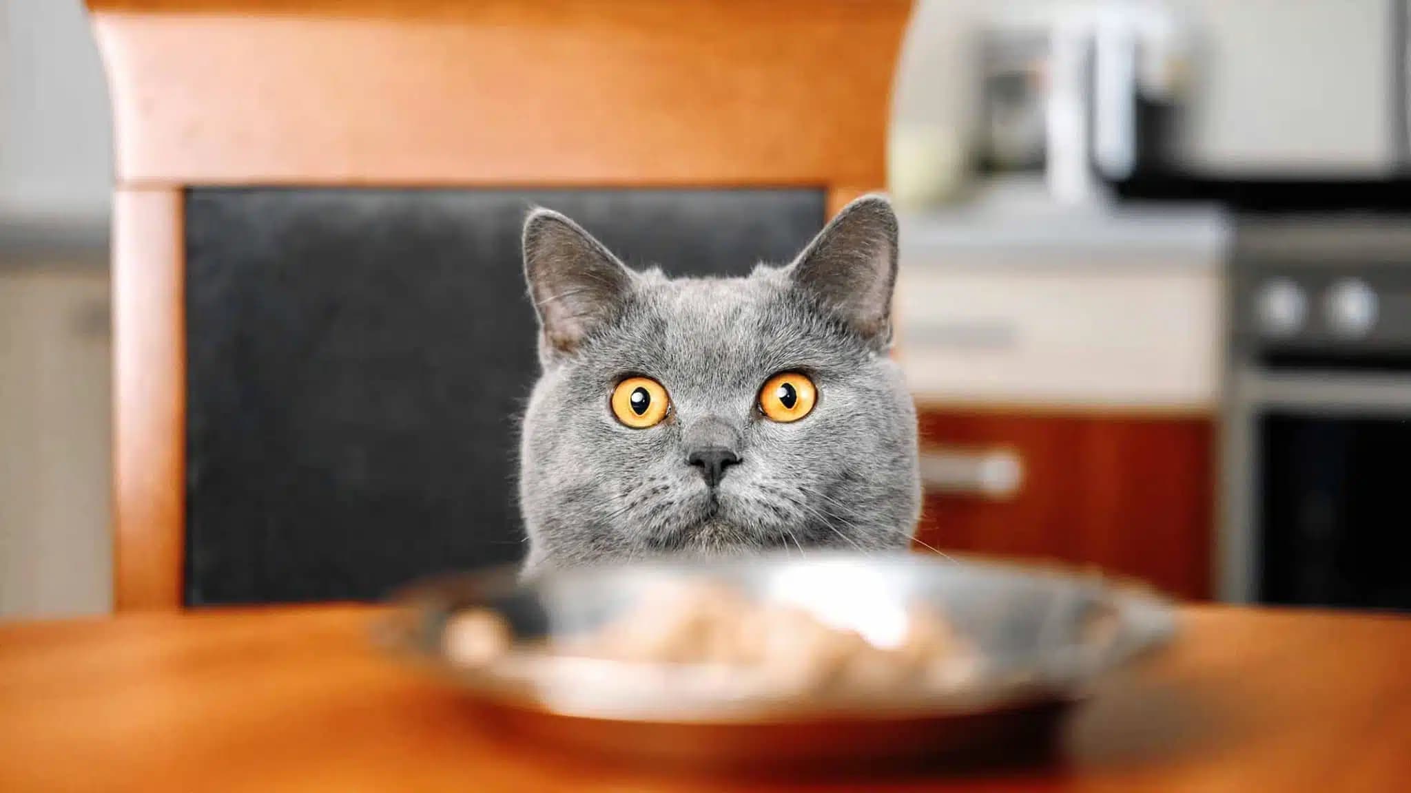 这一篇讲的是：猫粮里那一味胶是什么
