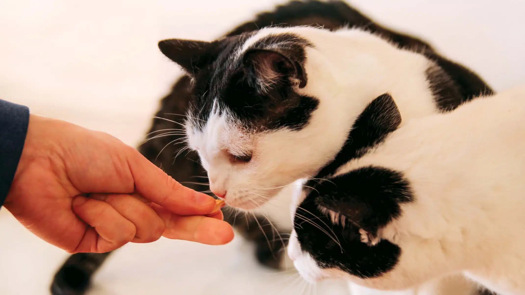 这一篇讲的是：小猫能不能吃零食