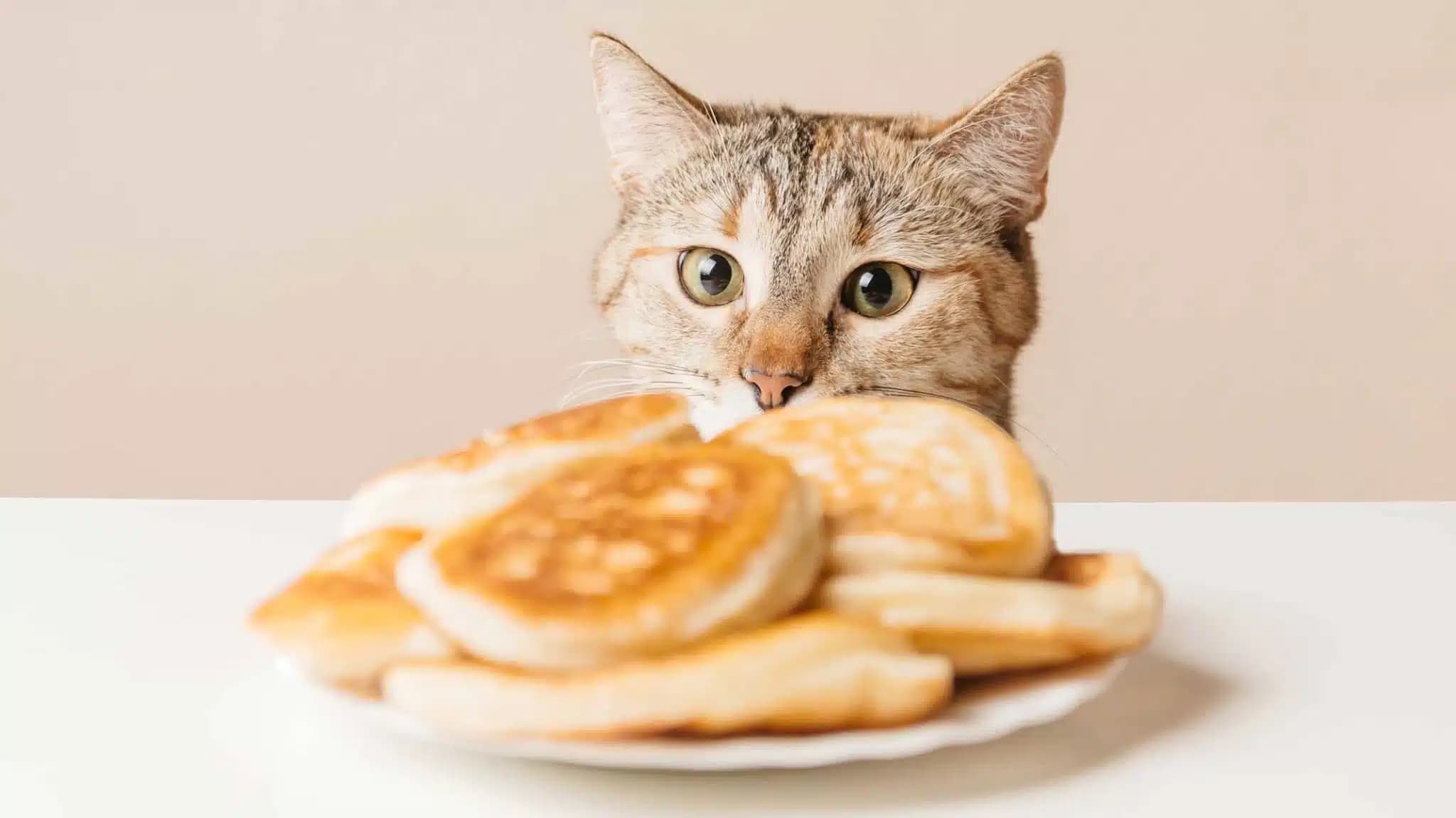 这一篇讲的是：我们能吃、猫碰不得的那些东西