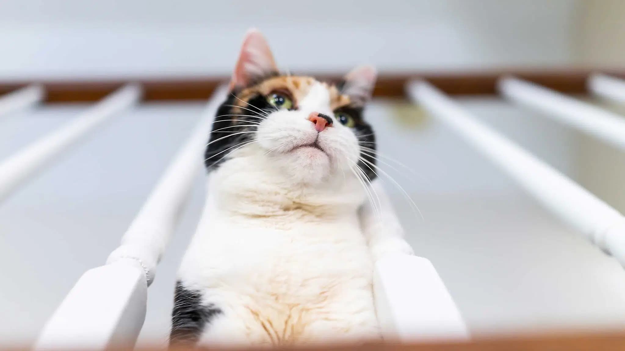 这一篇讲的是：从很高的地方掉下来，猫怎么还没事