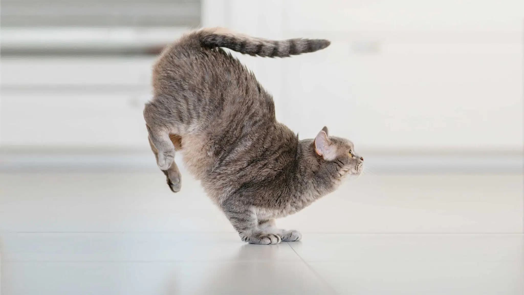 这一篇讲的是：猫是不是永远四脚着地
