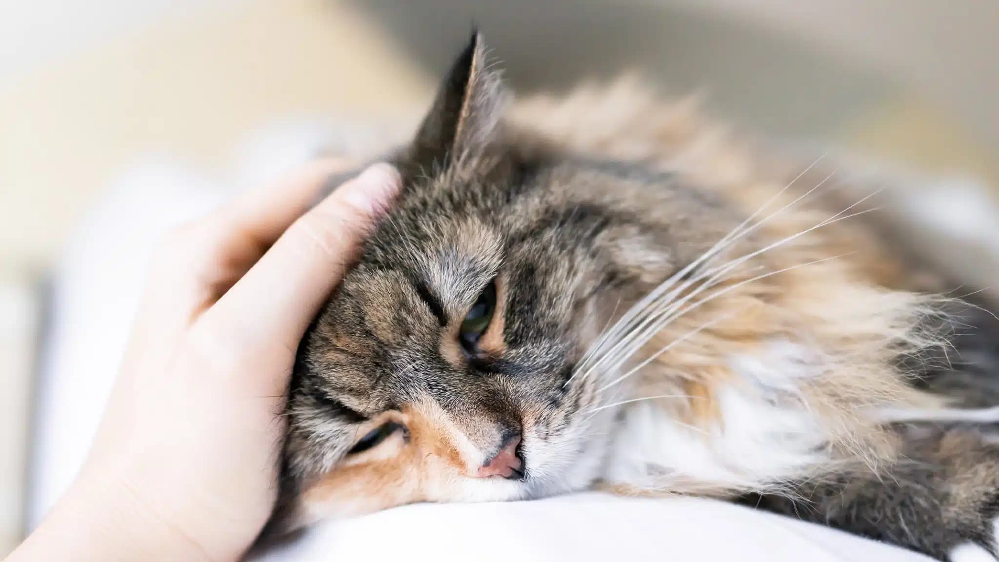 这一篇讲的是：猫为什么会打呼噜