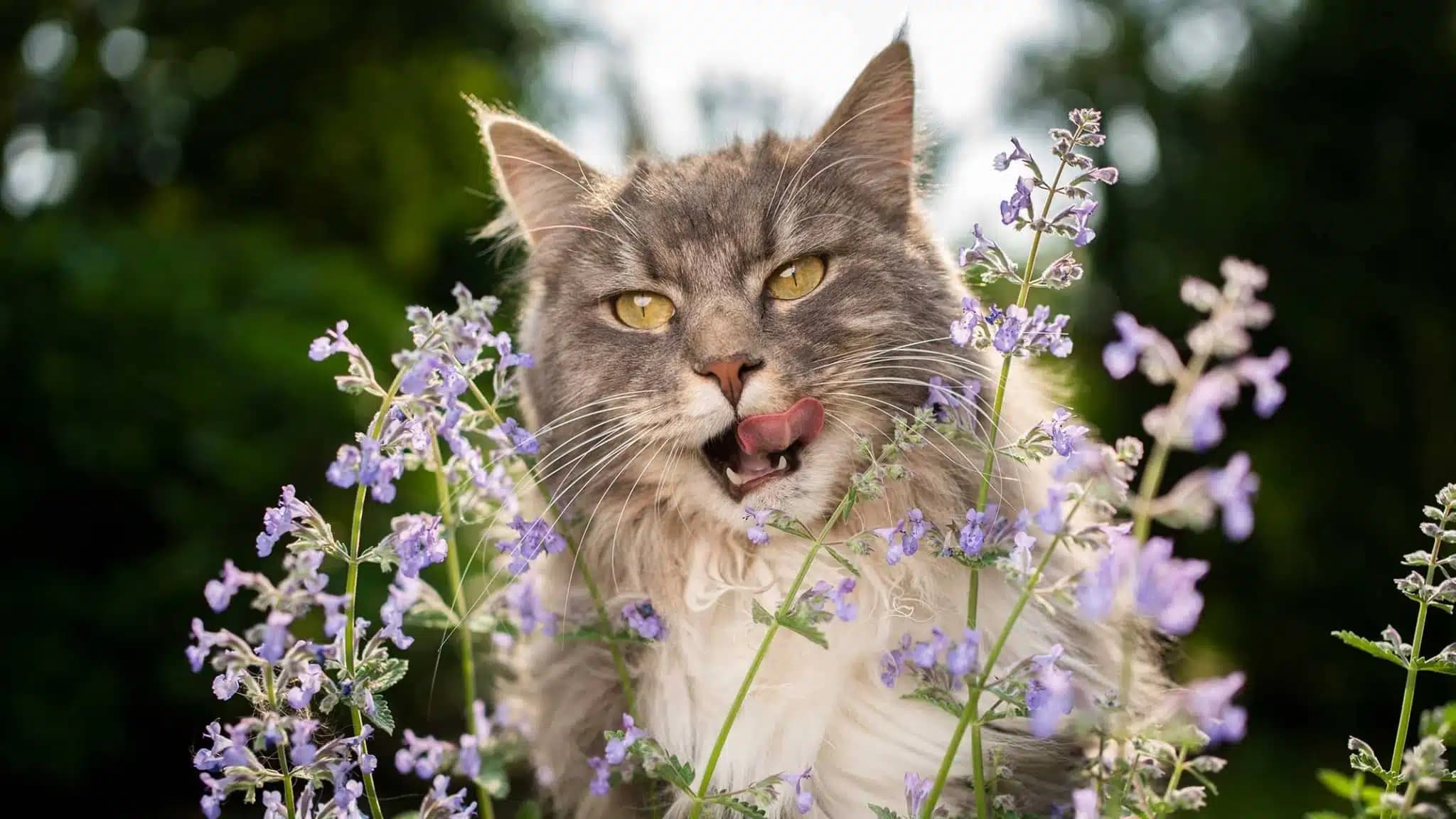 这一篇讲的是：猫薄荷和木天蓼为什么能让它上头