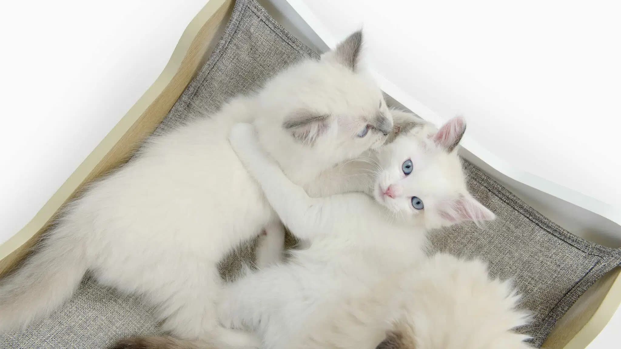这一篇讲的是：猫为什么能睡这么久