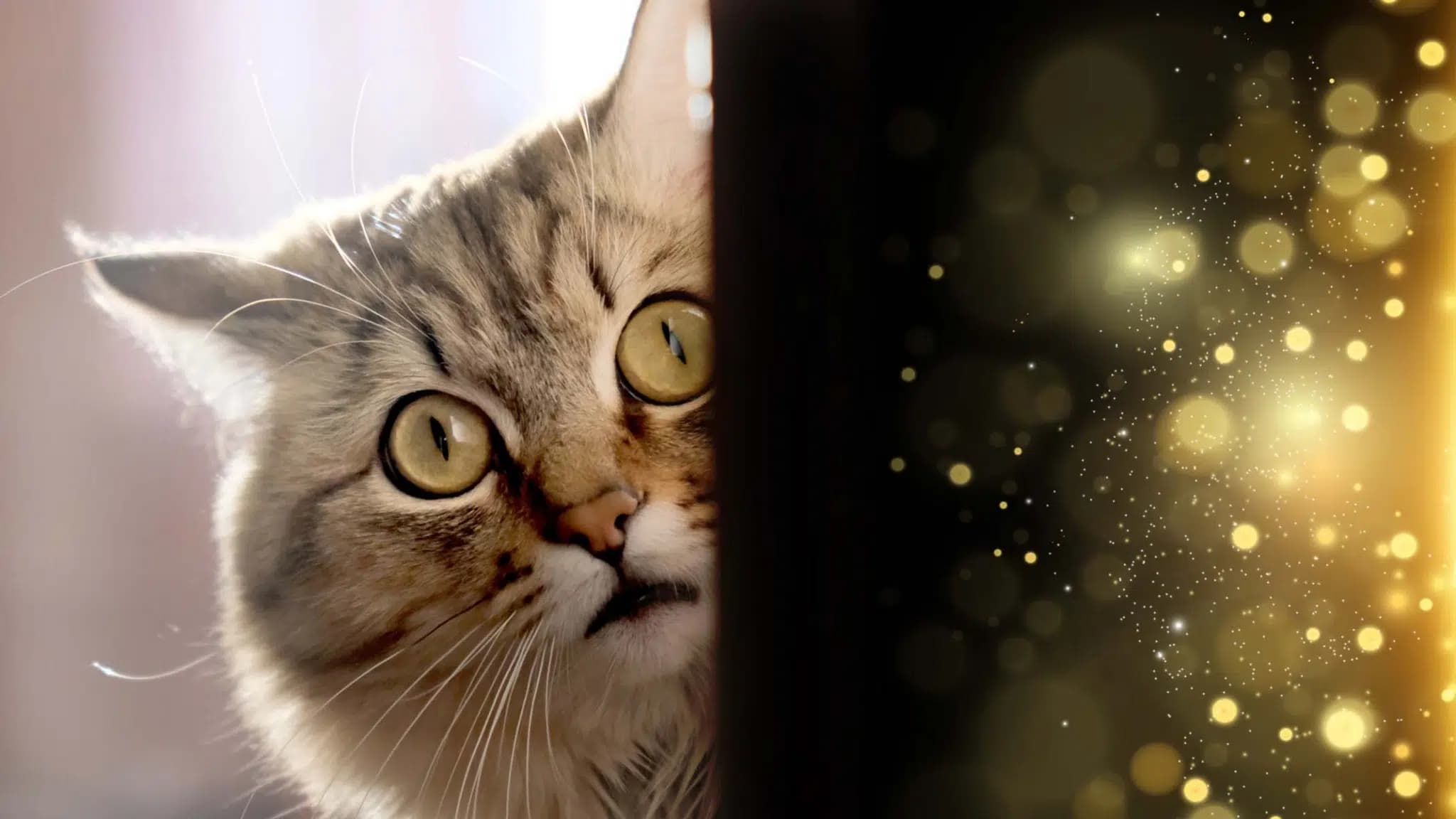 这一篇讲的是：猫是不是真有第六感