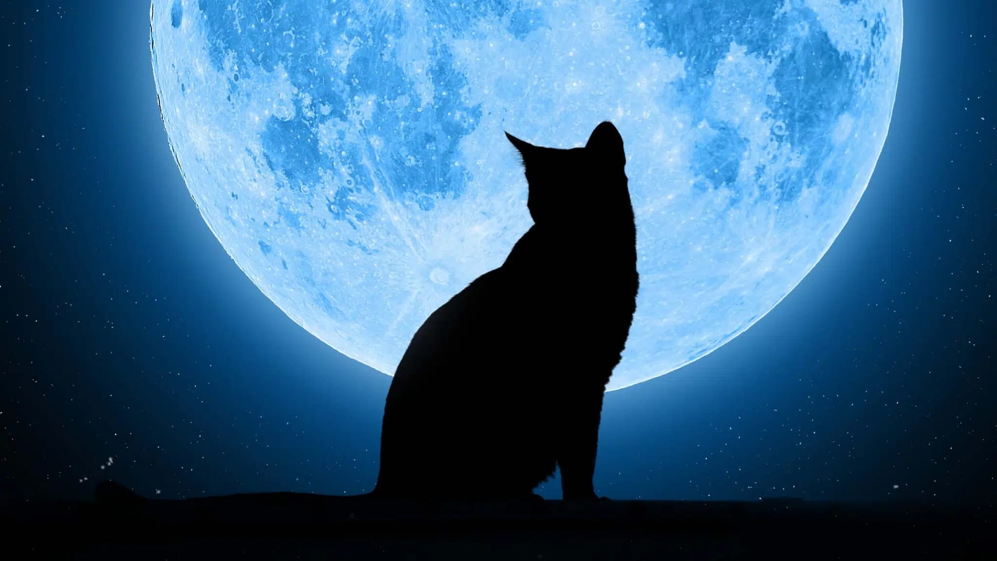 这一篇讲的是：满月那几天，猫真的不一样