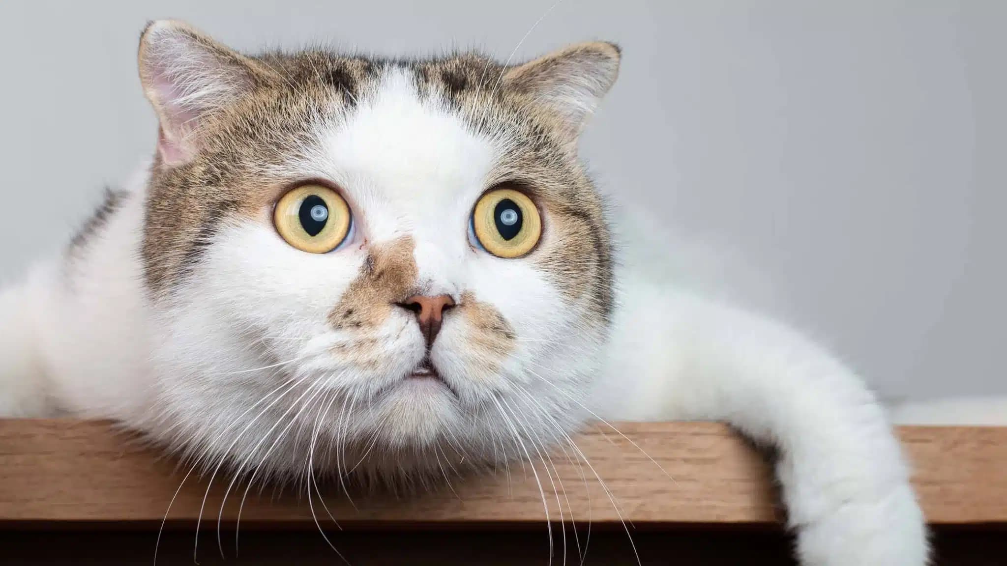 这一篇讲的是：猫的表情比人以为的多得多