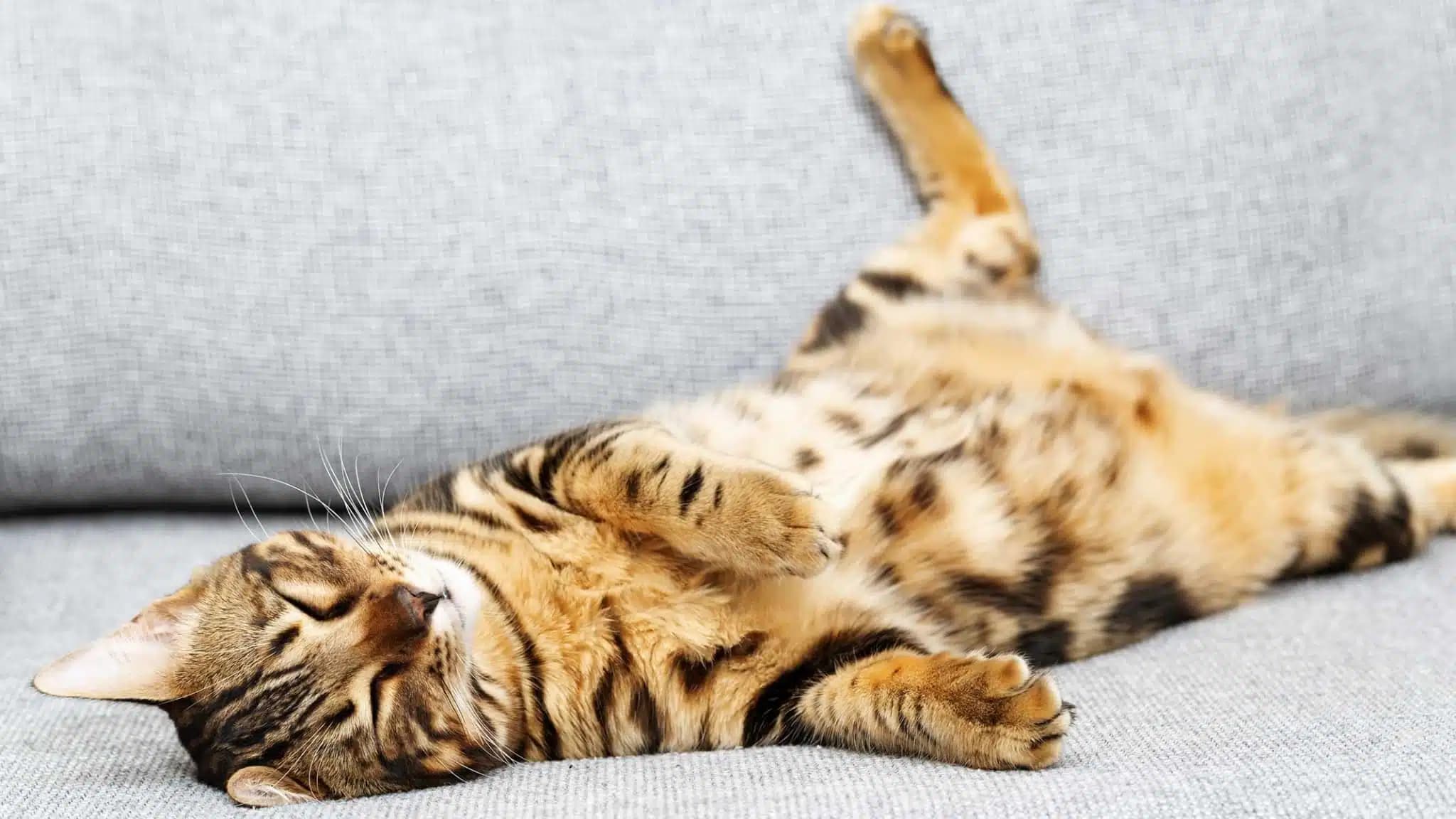 这一篇讲的是：猫这一套消化是怎么运转的