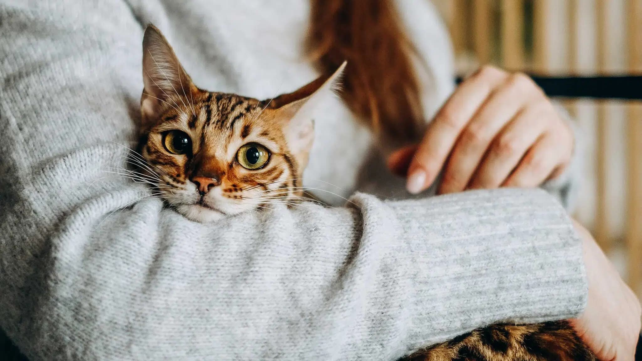 这一篇讲的是：猫会把弓形虫传给我吗