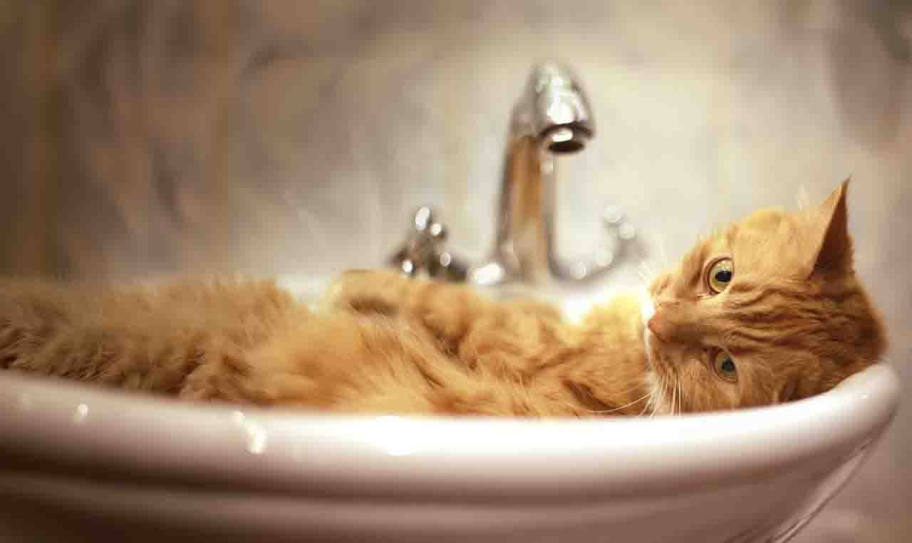 猫咪性格那一格的封面：同一个动作换一只猫就是另一种意思