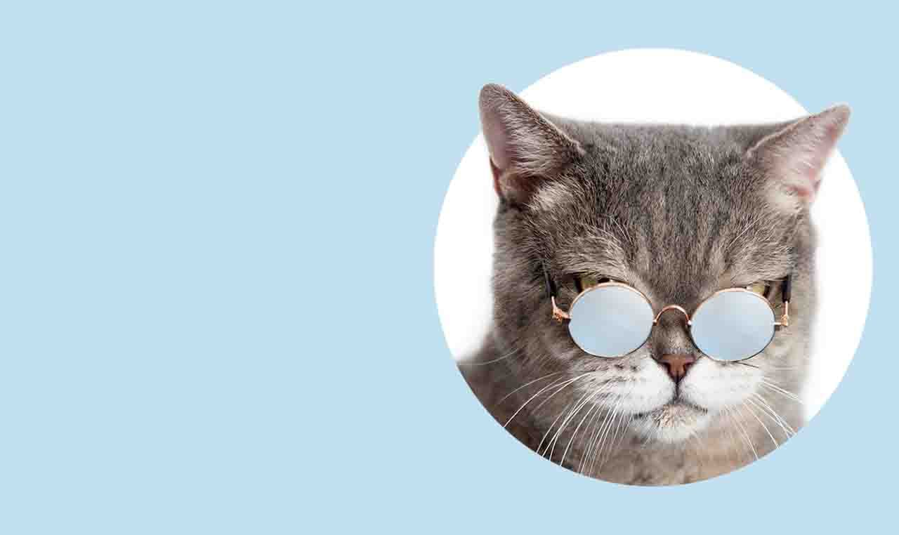 猫咪小测验那一格的封面：今天有哪些题目的主题
