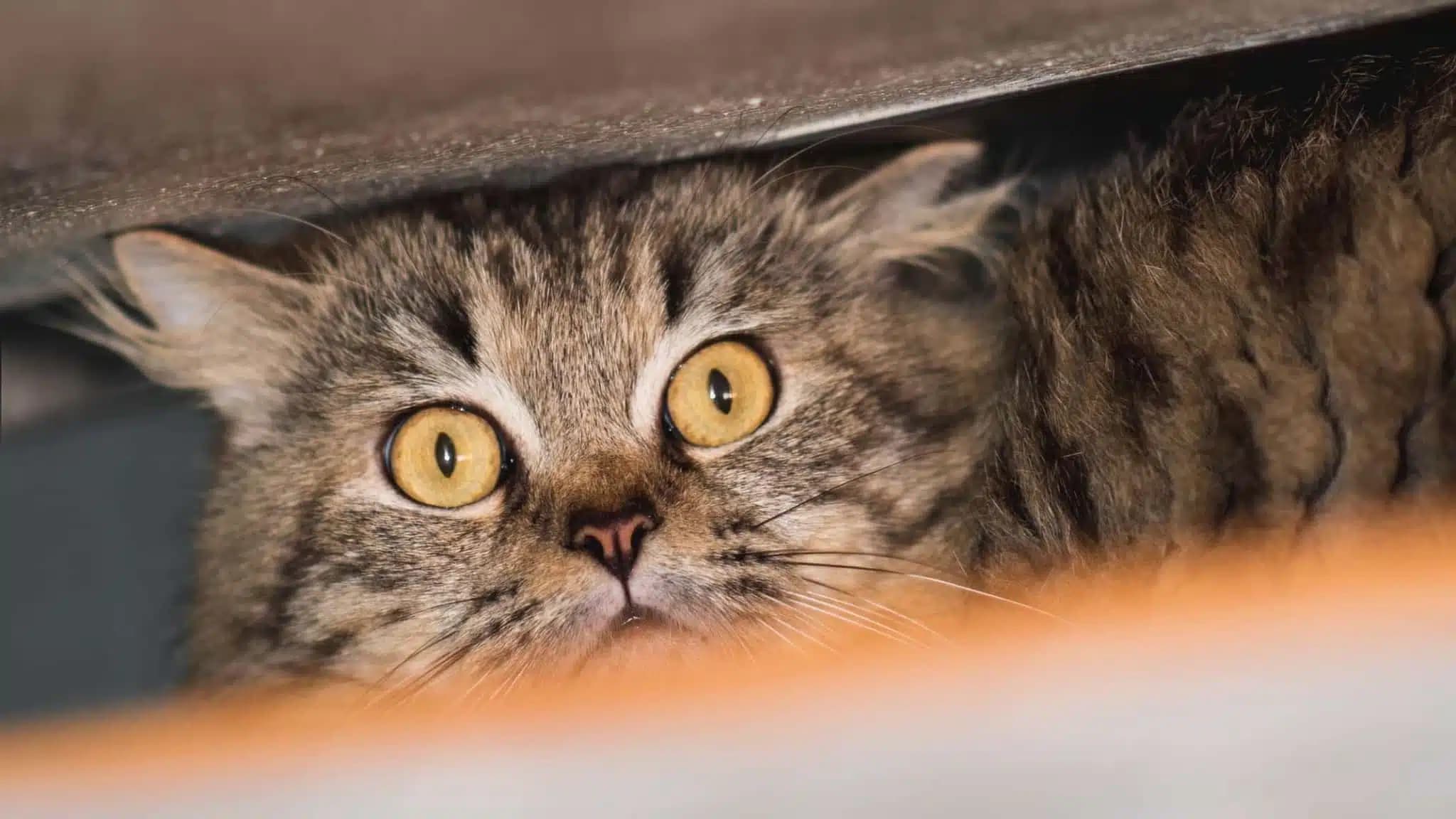 这一篇讲的是：猫紧张起来有哪几个迹象