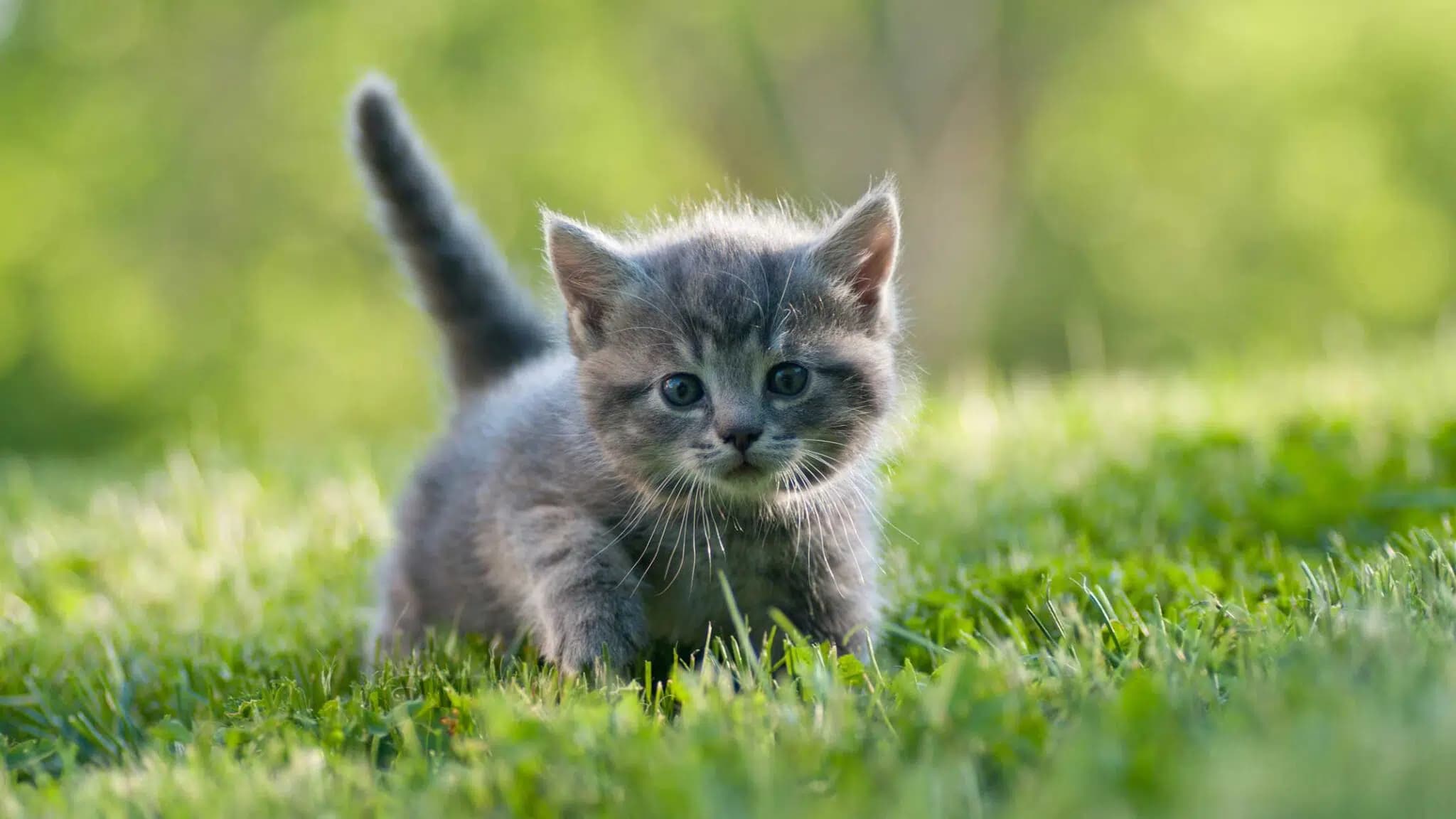 这一篇讲的是：在外面捡到小猫，先做什么