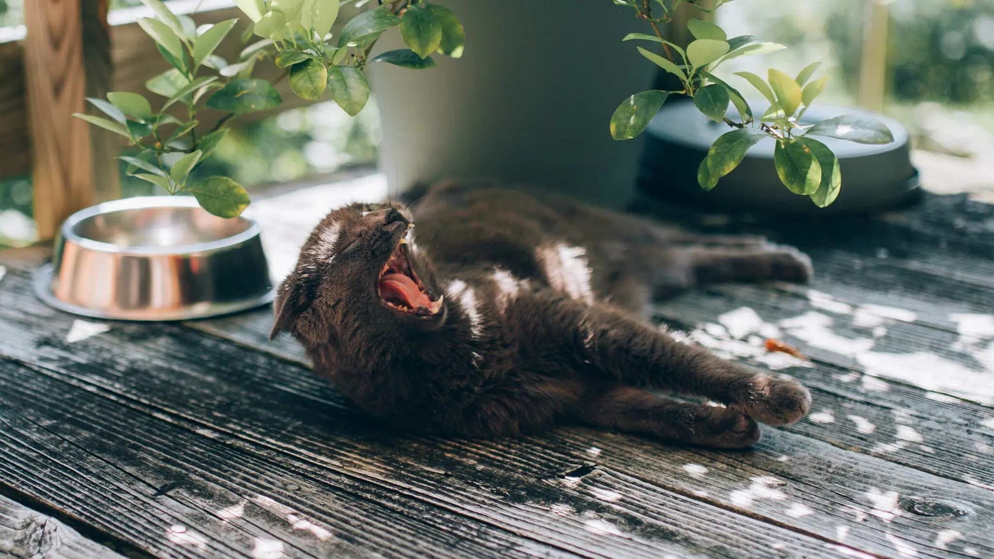 这一篇讲的是：天热时给猫降温的几条办法
