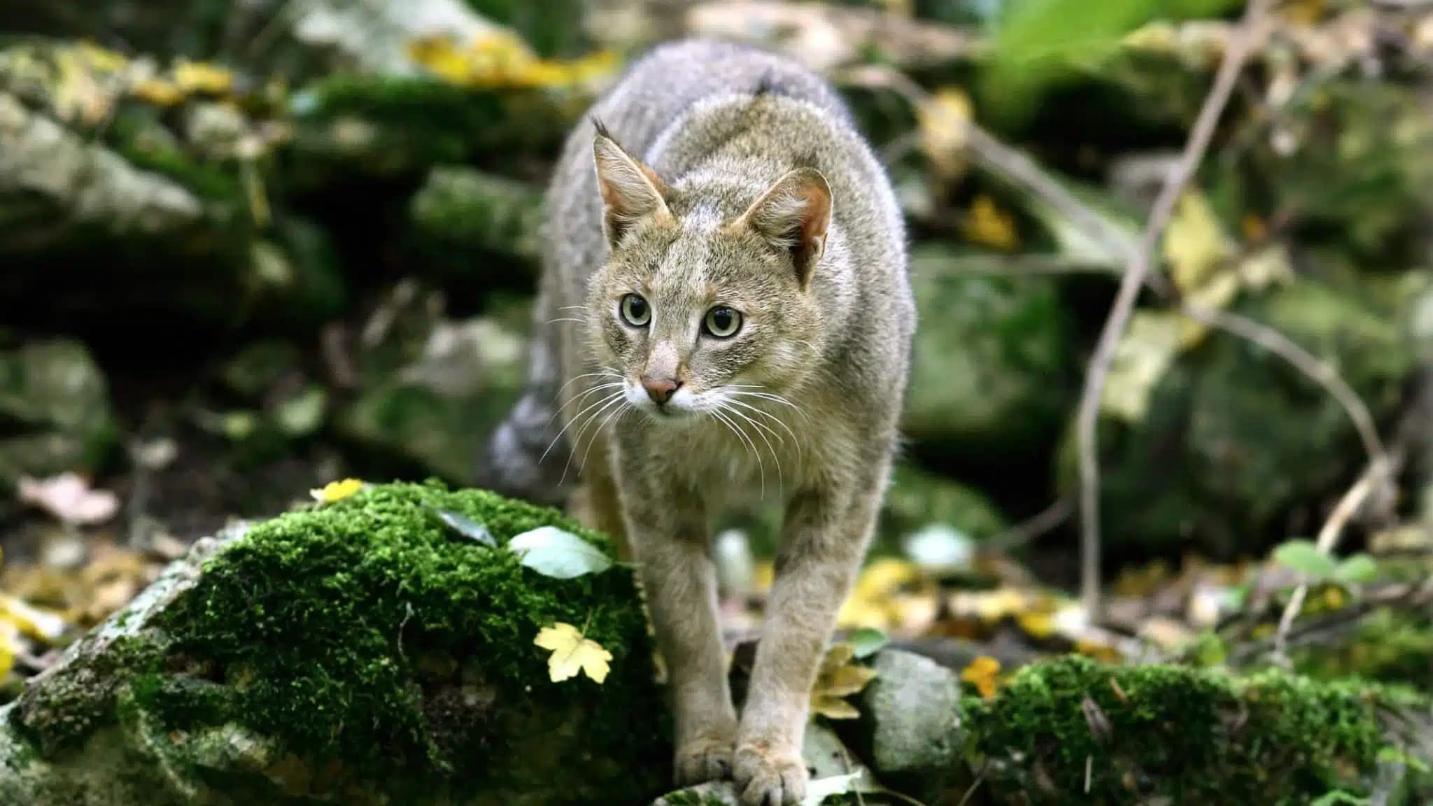 这一篇讲的是：丛林猫：一种会「叫」的猫