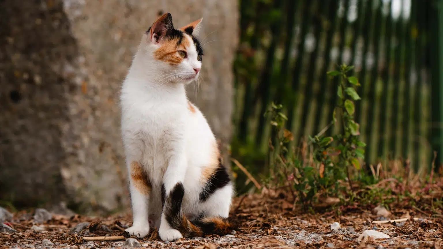 这一篇讲的是：流浪猫和野化猫，差在哪里