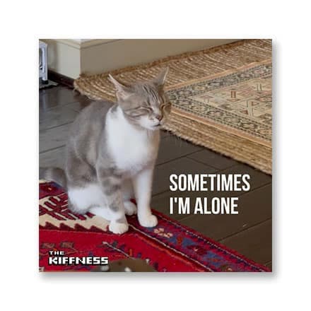 这一条讲的是:Sometimes I'm Alone (Lonely Cat)